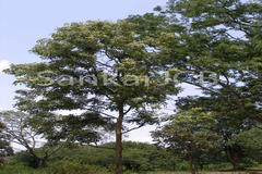 Dalbergia latifolia